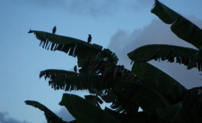 Conférence de presse du collectif contre l'épandage aérien en Martinique