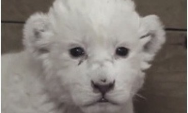 Naissance d'un lion blanc dans un zoo de Serbie