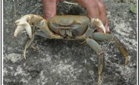 Un #crabe à trois pinces capturé en #Martinique