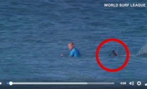 Un requin attaque un surfeur en direct à la tv (vidéo)