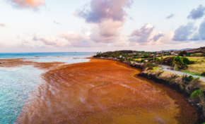 L'image du jour 09/03/18 - Martinique - Algues sargasses