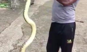 Un homme capture un serpent de plus de 2 m en Martinique