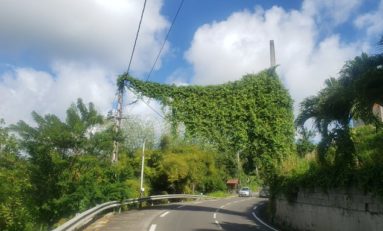 Le développement durable marche sur un fil en Martinique