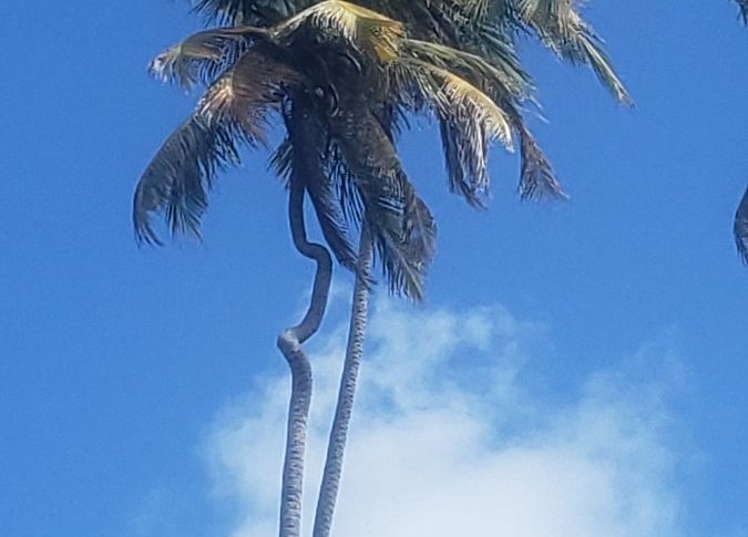 L'image du jour 03/01/20 - Martinique