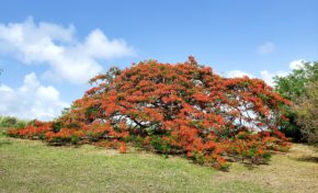 Images du jour 08/08/20 - Flamboyants - Martinique