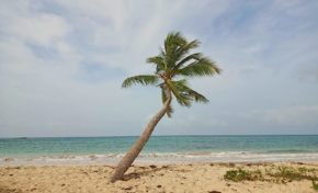 l'image du jour 14/04/21 - Anse à prunes - Sainte-Anne - Martinique