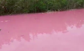 La mangrove voit la vie en rose à Taupinière en Martinique