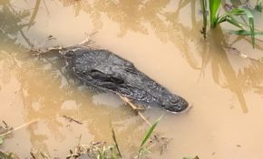 Un crocodile photographié au Lamentin. Est-ce Georges ou Sergio ?