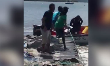 Une baleine prise au piège dans la baie de Fort-de-France (vidéo)