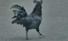 Coq noir sur goudron noir