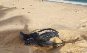 Une tortue luth vient pondre sur la plage des Salines à Sainte-Anne en Martinique