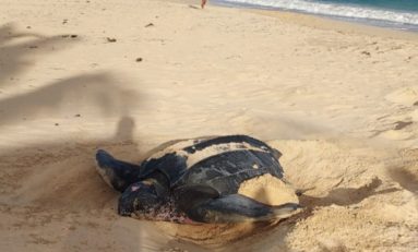 Une tortue luth vient pondre sur la plage des Salines à Sainte-Anne en Martinique