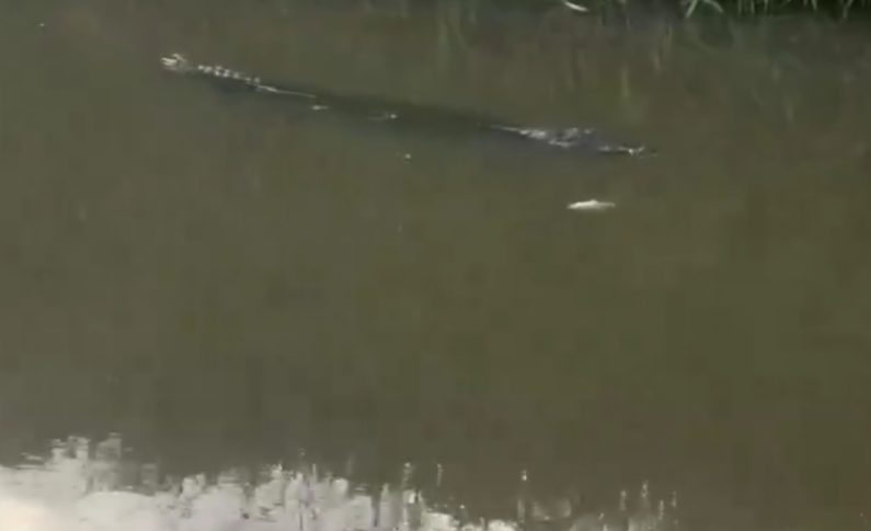 Georges le crocodile de plus en plus tranquilou en Martinique