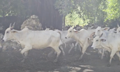 Troupeau de bramans en Martinique